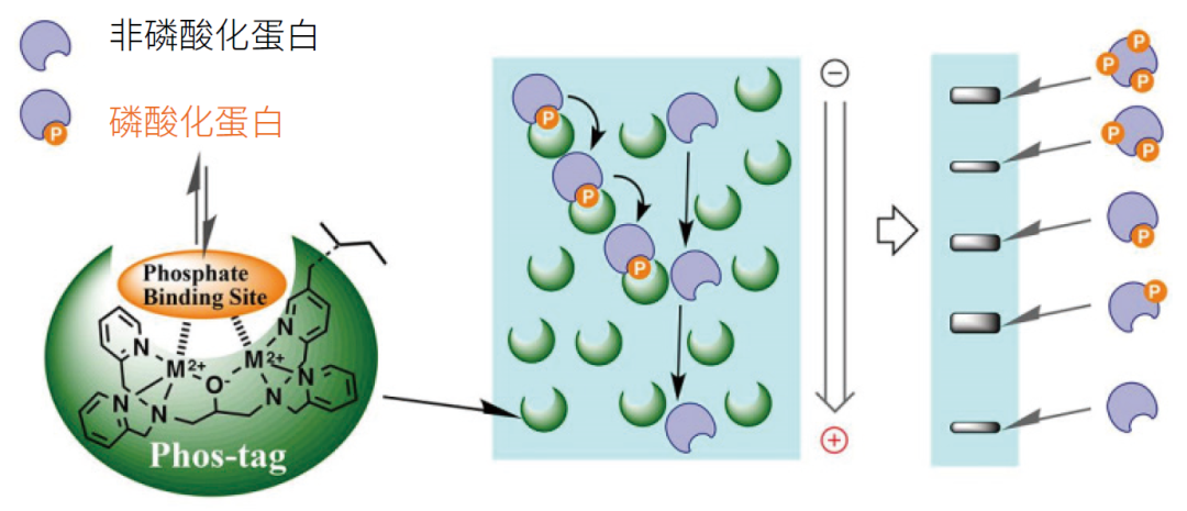 磷酸化蛋白分析用——Phostag™ 系列产品 广州妙博生物技术有限公司企业官网