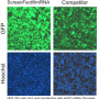 Transfection